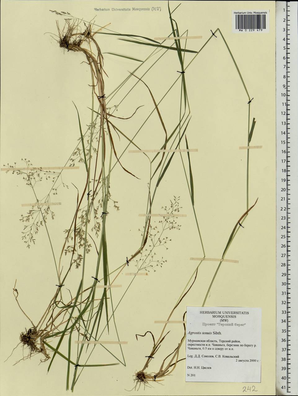 Agrostis capillaris L., Eastern Europe, Northern region (E1) (Russia)