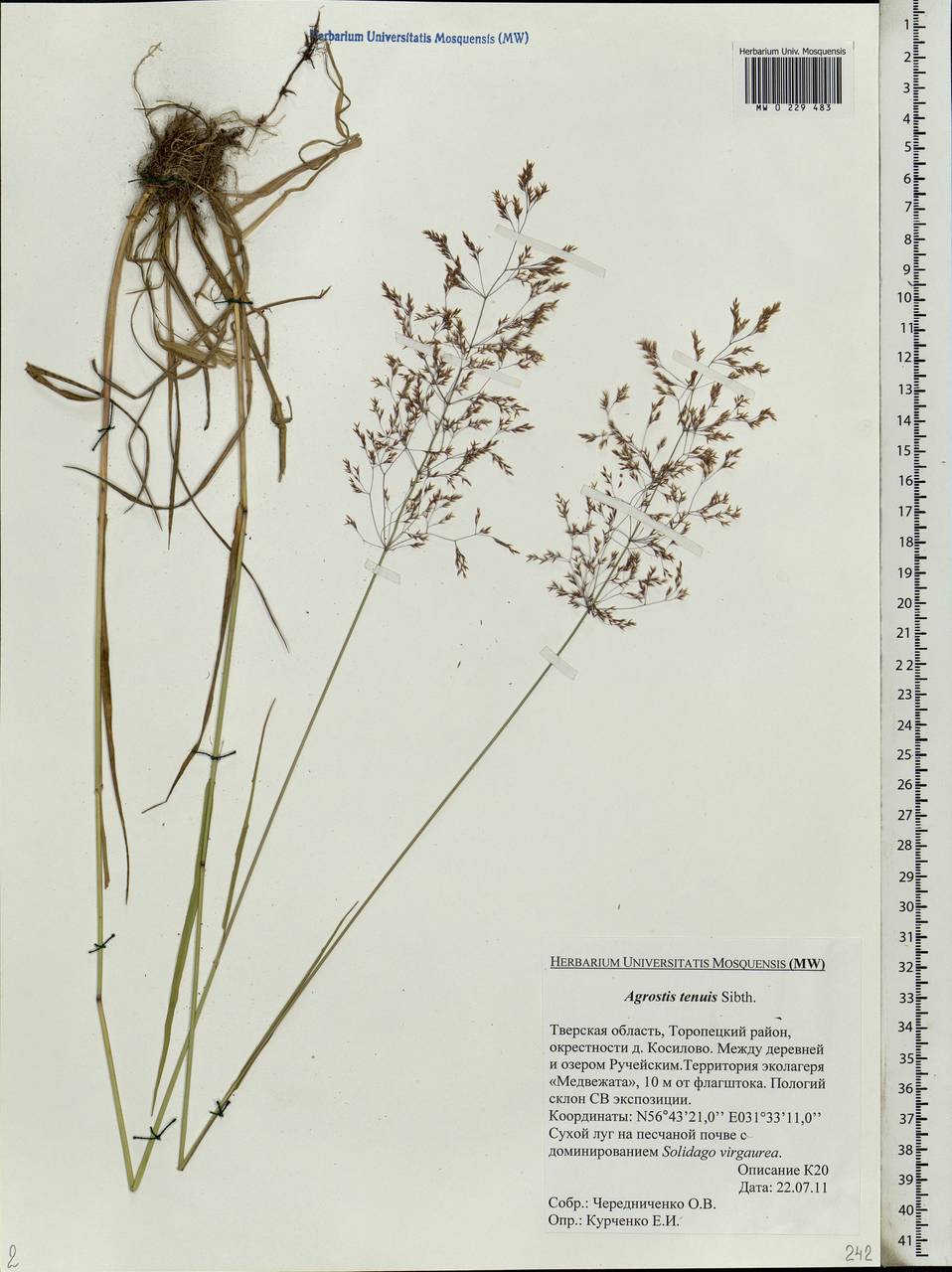 Agrostis capillaris L., Eastern Europe, North-Western region (E2) (Russia)