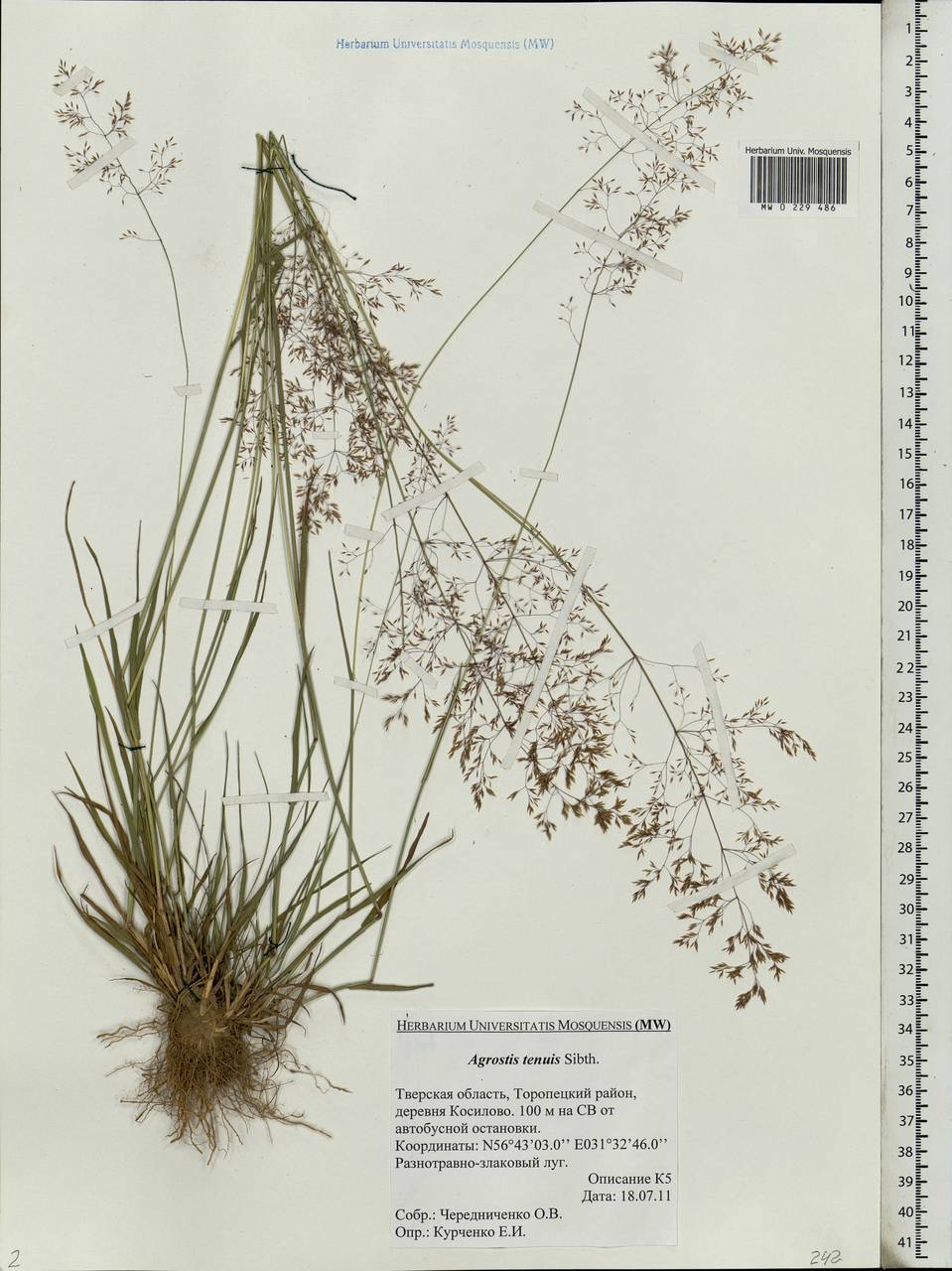 Agrostis capillaris L., Eastern Europe, North-Western region (E2) (Russia)