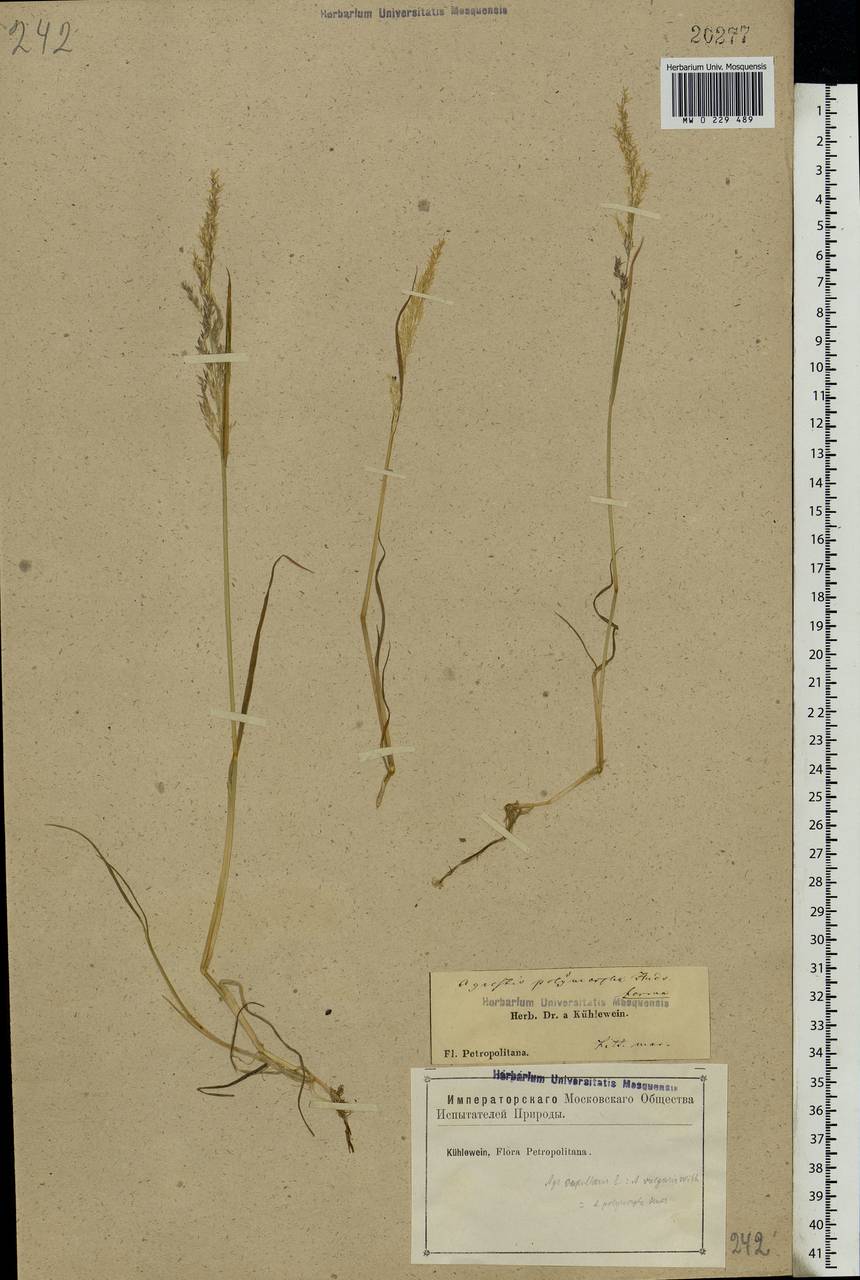 Agrostis capillaris L., Eastern Europe, North-Western region (E2) (Russia)