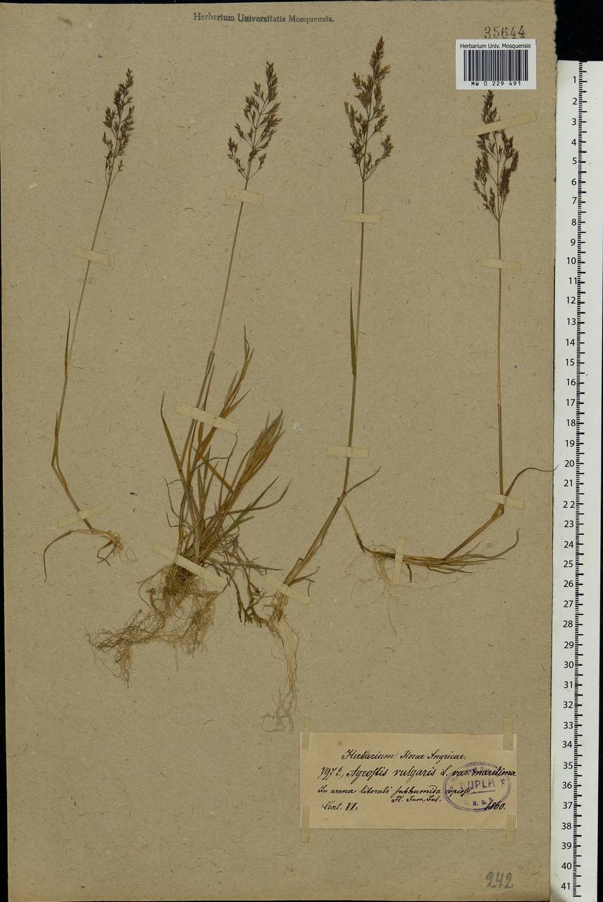 Agrostis capillaris L., Eastern Europe, North-Western region (E2) (Russia)