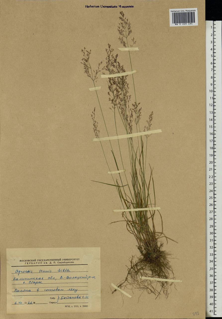 Agrostis capillaris L., Eastern Europe, North-Western region (E2) (Russia)