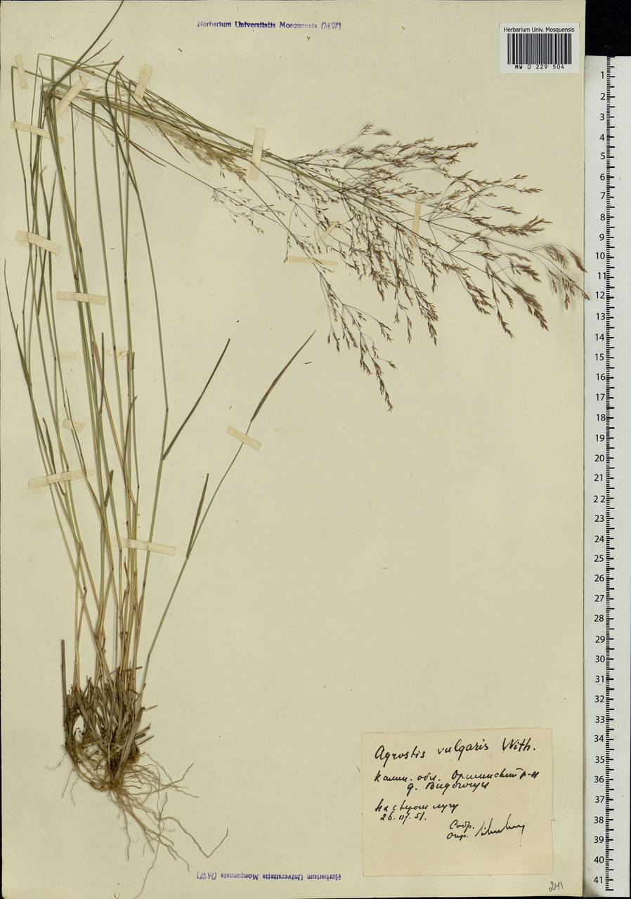 Agrostis capillaris L., Eastern Europe, North-Western region (E2) (Russia)