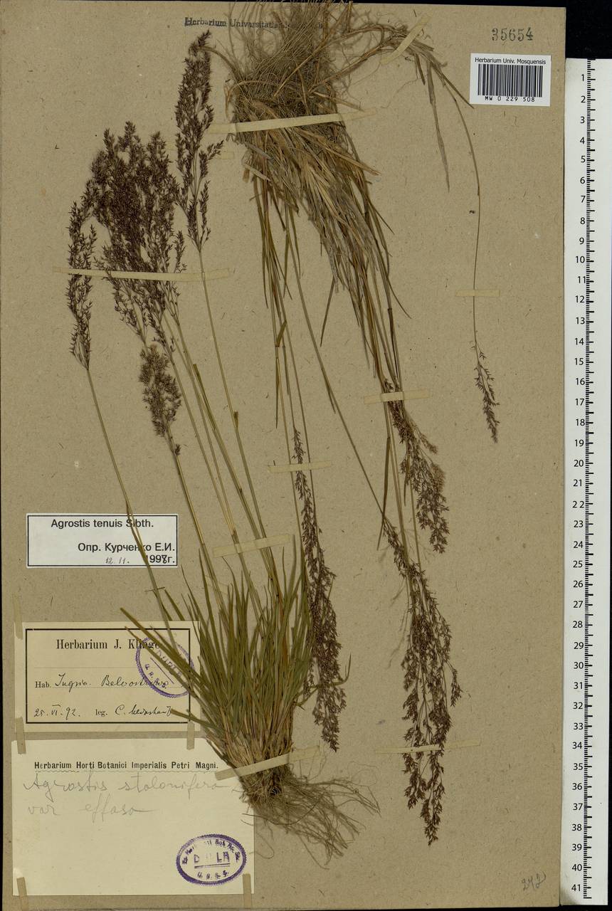 Agrostis capillaris L., Eastern Europe, North-Western region (E2) (Russia)