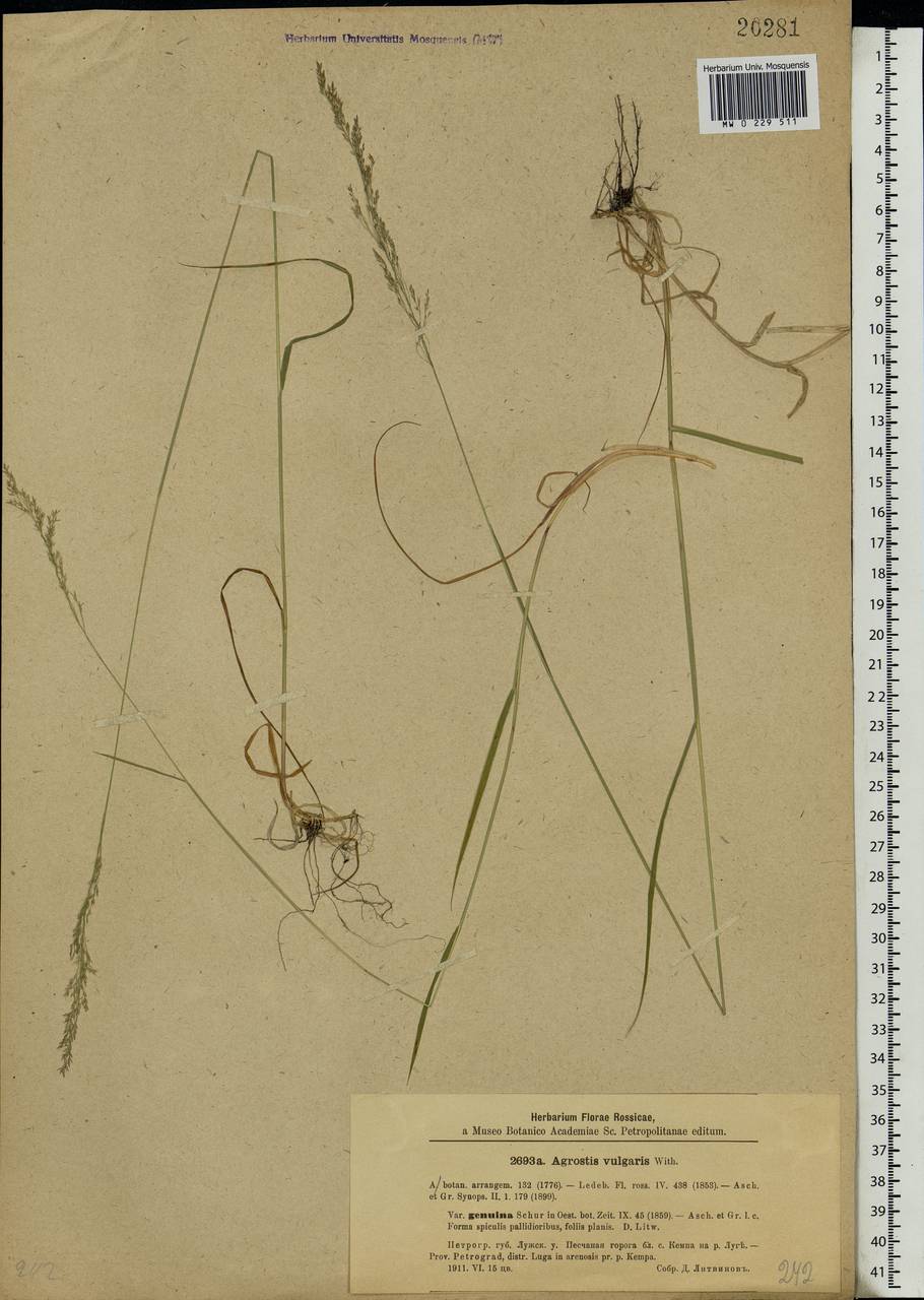 Agrostis capillaris L., Eastern Europe, North-Western region (E2) (Russia)