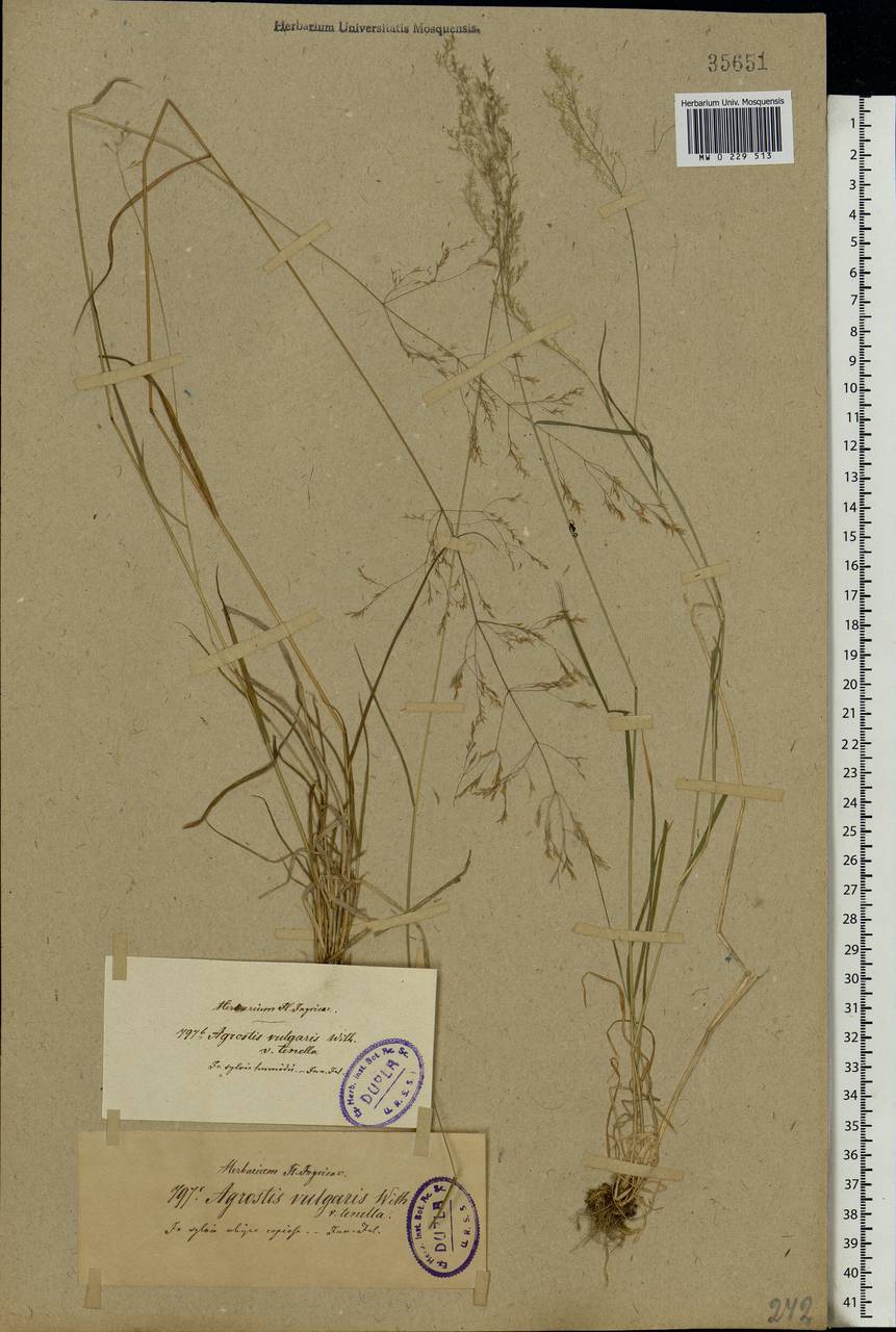 Agrostis capillaris L., Eastern Europe, North-Western region (E2) (Russia)