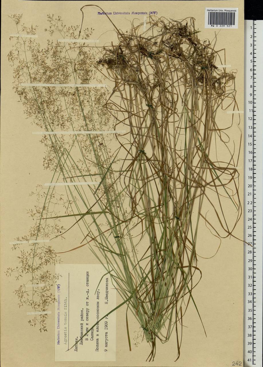 Agrostis capillaris L., Eastern Europe, Latvia (E2b) (Latvia)