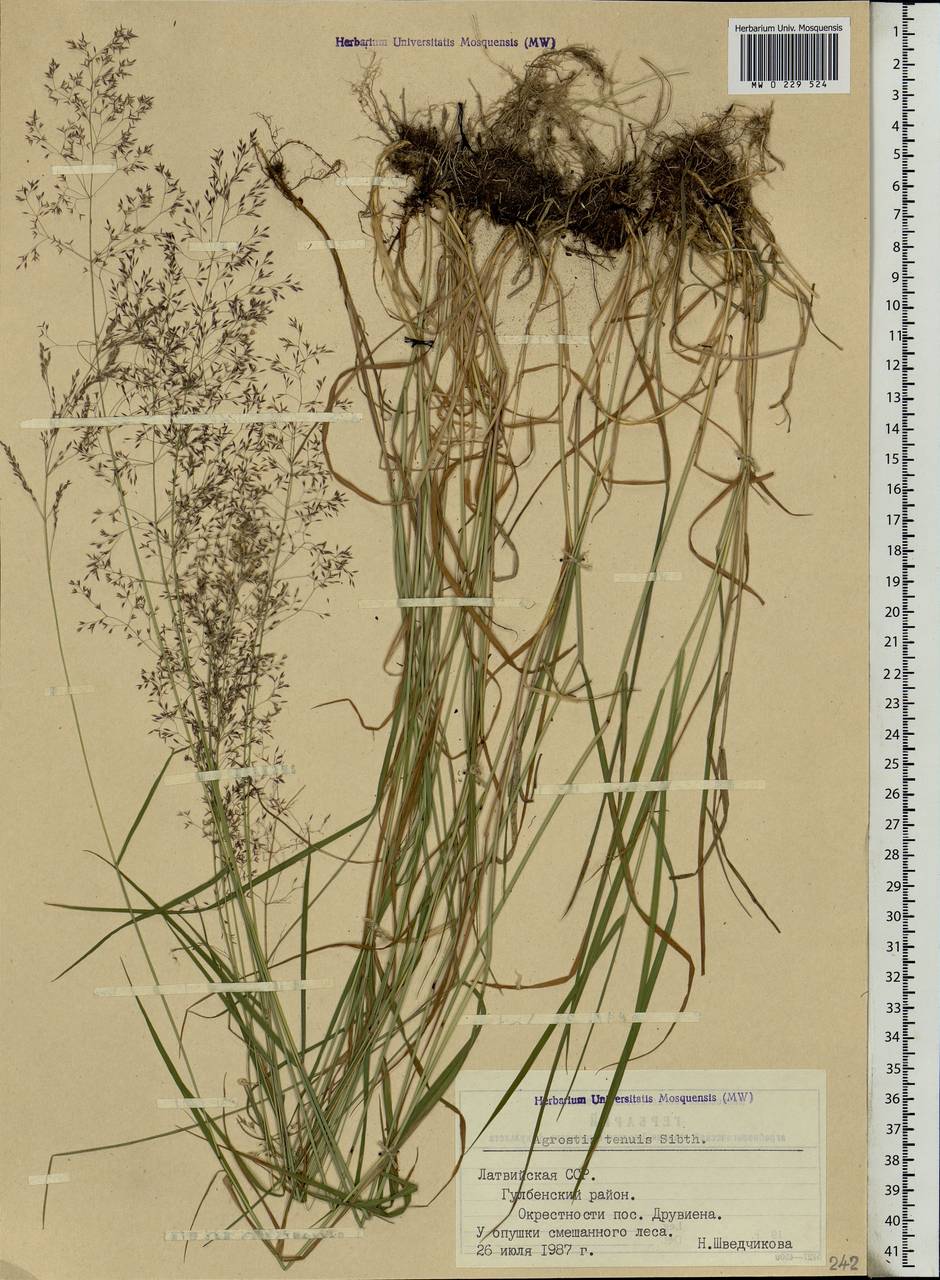 Agrostis capillaris L., Eastern Europe, Latvia (E2b) (Latvia)