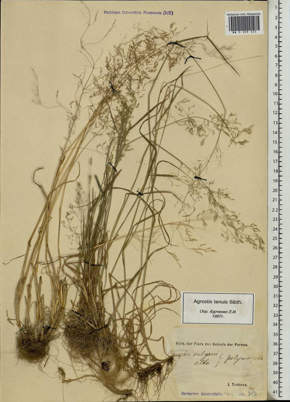 Agrostis capillaris L., Eastern Europe, Estonia (E2c) (Estonia)