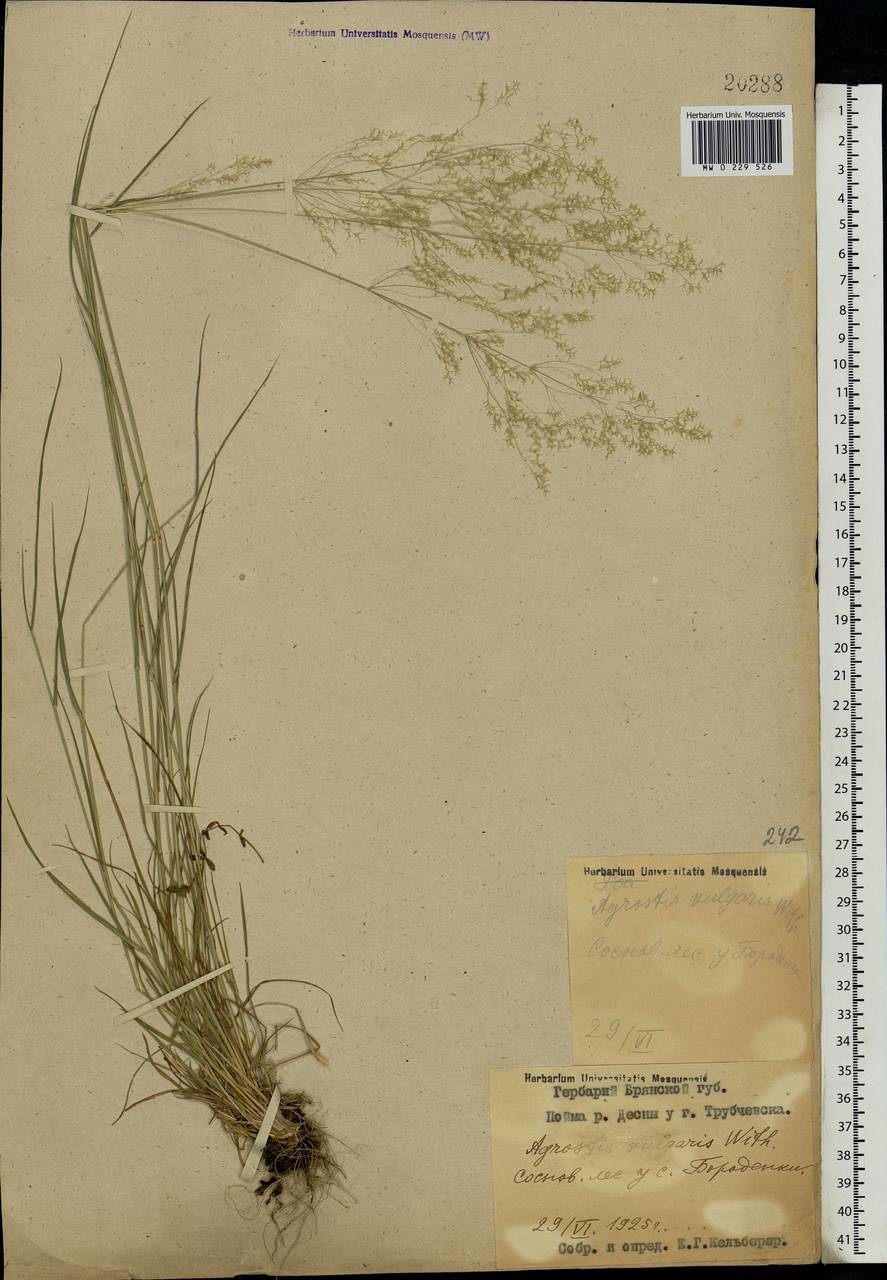 Agrostis capillaris L., Eastern Europe, Western region (E3) (Russia)
