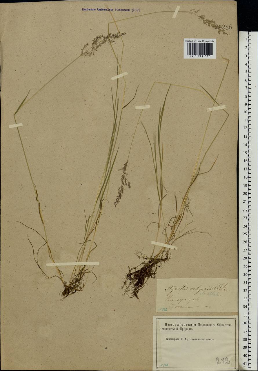 Agrostis capillaris L., Eastern Europe, Western region (E3) (Russia)