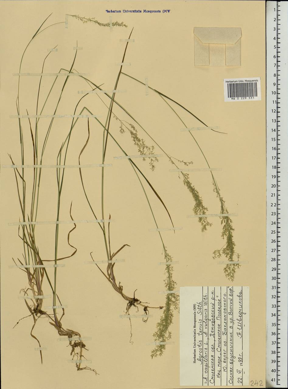 Agrostis capillaris L., Eastern Europe, Western region (E3) (Russia)