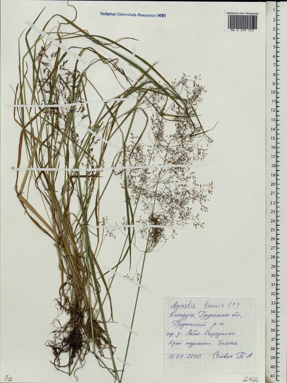 Agrostis capillaris L., Eastern Europe, Belarus (E3a) (Belarus)