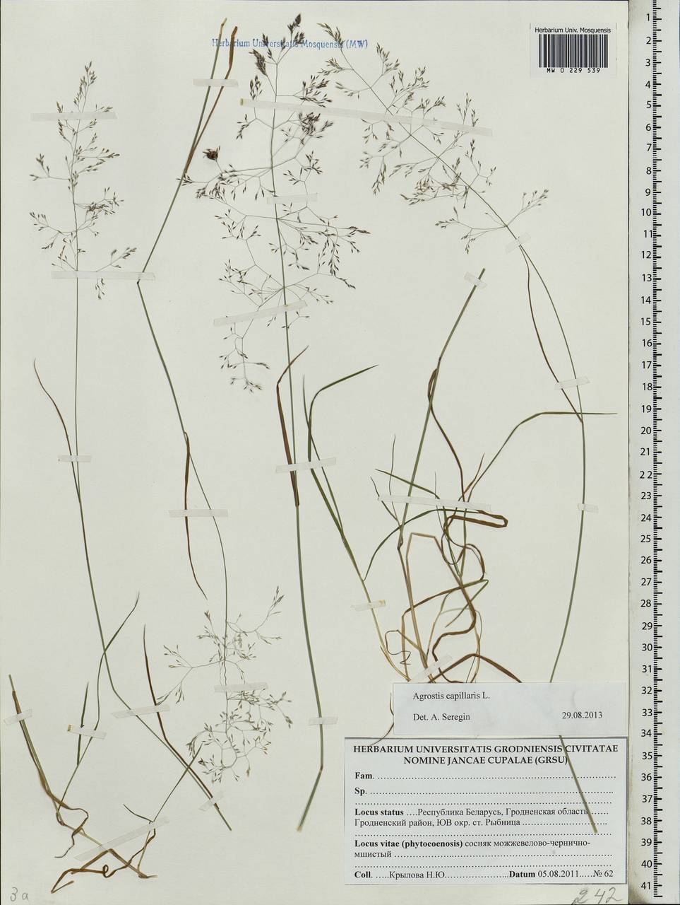 Agrostis capillaris L., Eastern Europe, Belarus (E3a) (Belarus)