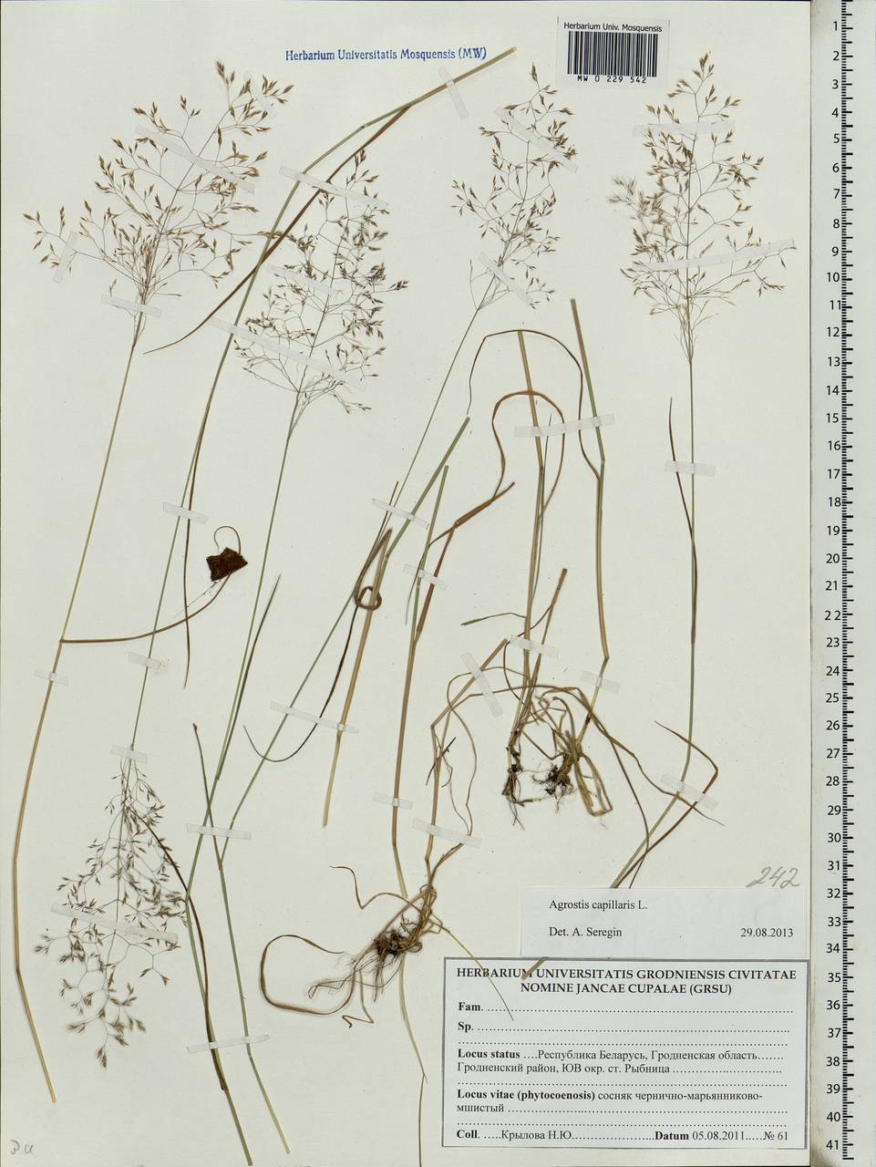 Agrostis capillaris L., Eastern Europe, Belarus (E3a) (Belarus)