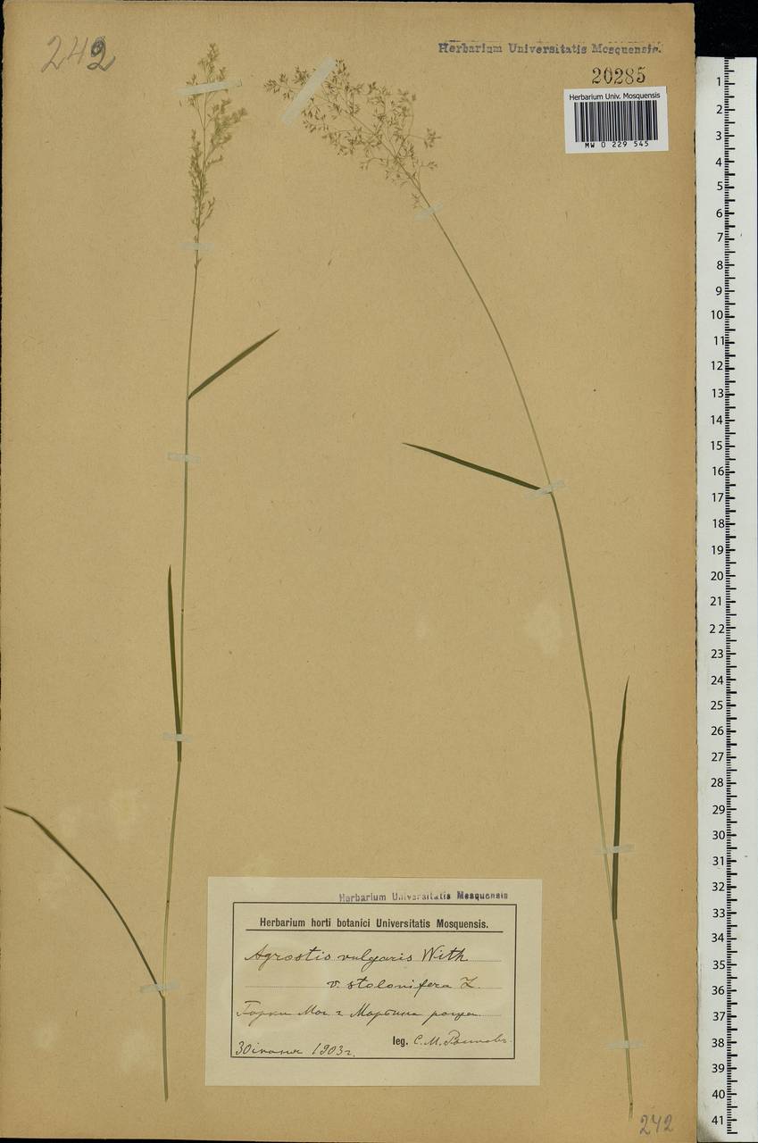 Agrostis capillaris L., Eastern Europe, Belarus (E3a) (Belarus)