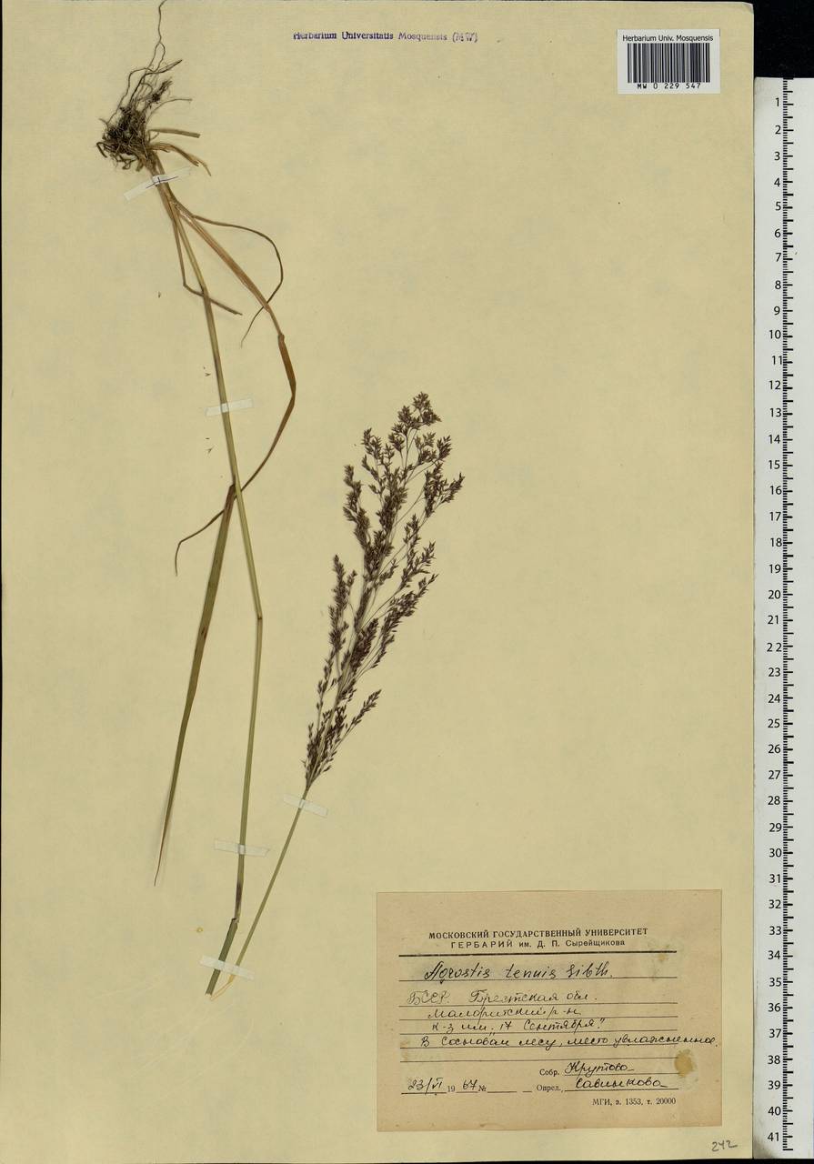 Agrostis capillaris L., Eastern Europe, Belarus (E3a) (Belarus)