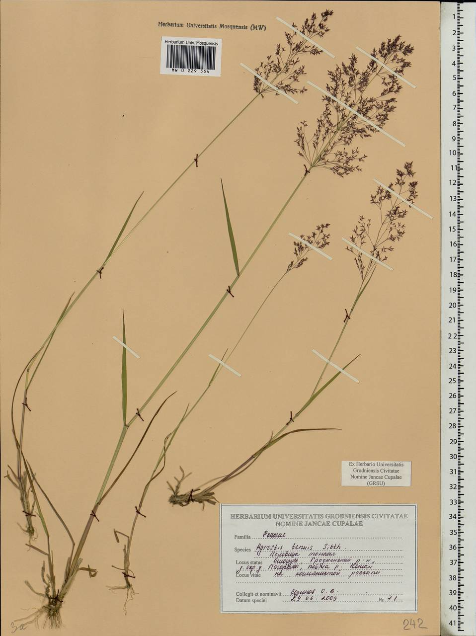 Agrostis capillaris L., Eastern Europe, Belarus (E3a) (Belarus)