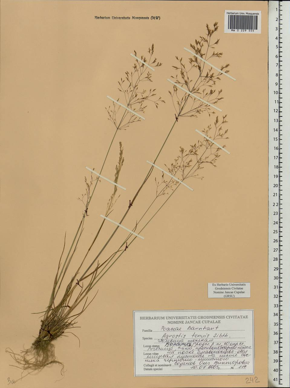 Agrostis capillaris L., Eastern Europe, Belarus (E3a) (Belarus)