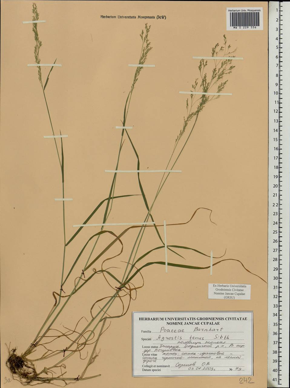 Agrostis capillaris L., Eastern Europe, Belarus (E3a) (Belarus)