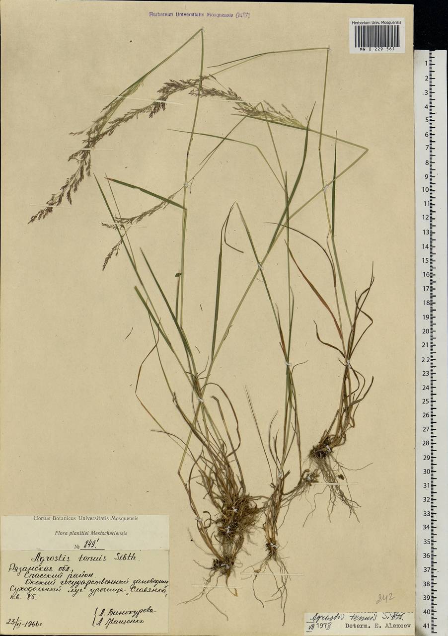 Agrostis capillaris L., Eastern Europe, Central region (E4) (Russia)