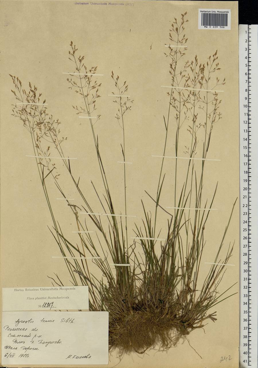 Agrostis capillaris L., Eastern Europe, Central region (E4) (Russia)