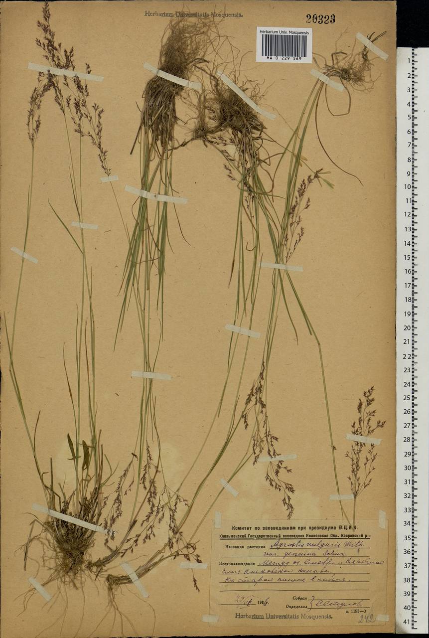 Agrostis capillaris L., Eastern Europe, Central region (E4) (Russia)