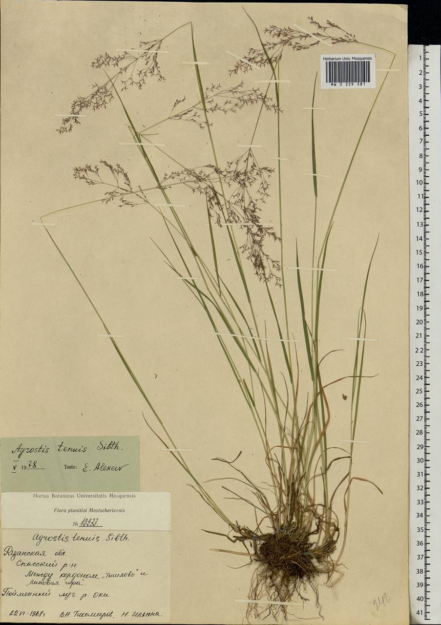 Agrostis capillaris L., Eastern Europe, Central region (E4) (Russia)