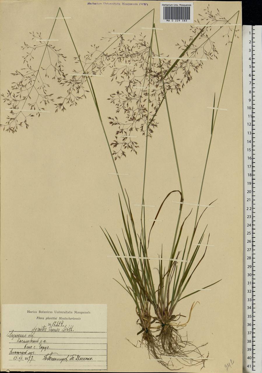 Agrostis capillaris L., Eastern Europe, Central region (E4) (Russia)