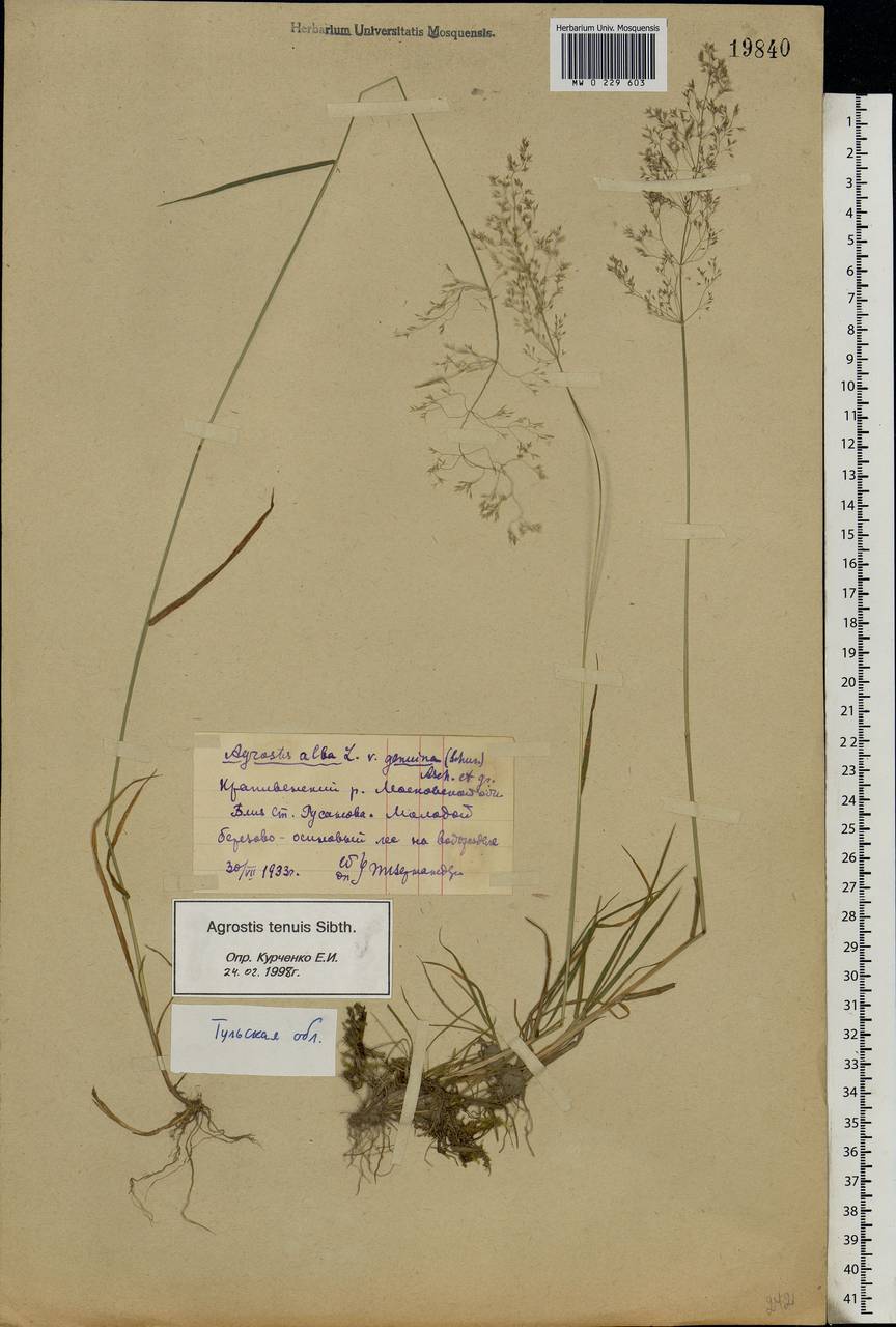 Agrostis capillaris L., Eastern Europe, Central region (E4) (Russia)