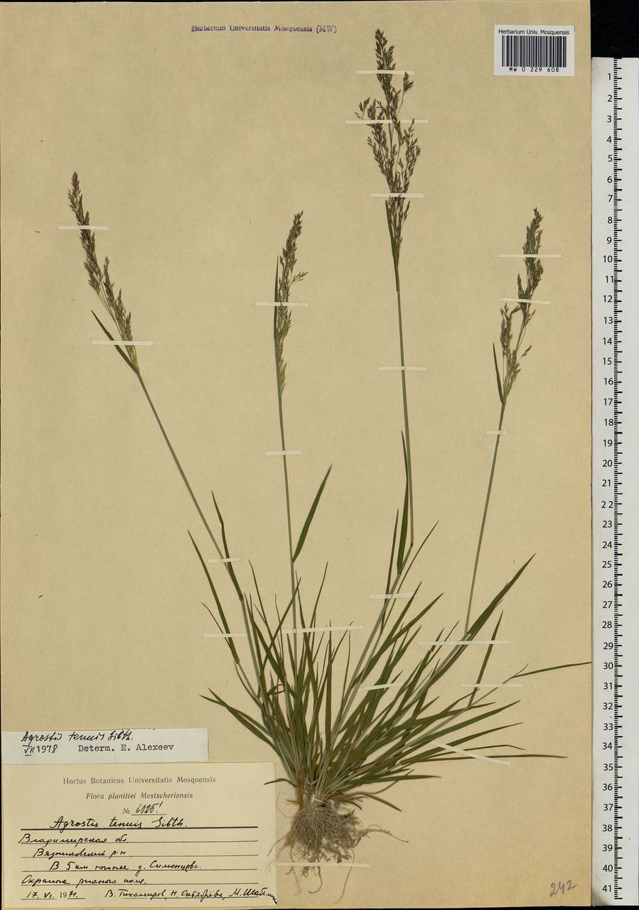 Agrostis capillaris L., Eastern Europe, Central region (E4) (Russia)