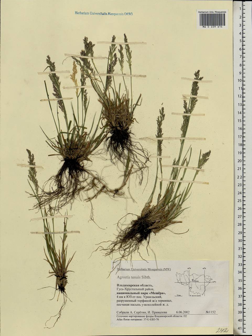 Agrostis capillaris L., Eastern Europe, Central region (E4) (Russia)