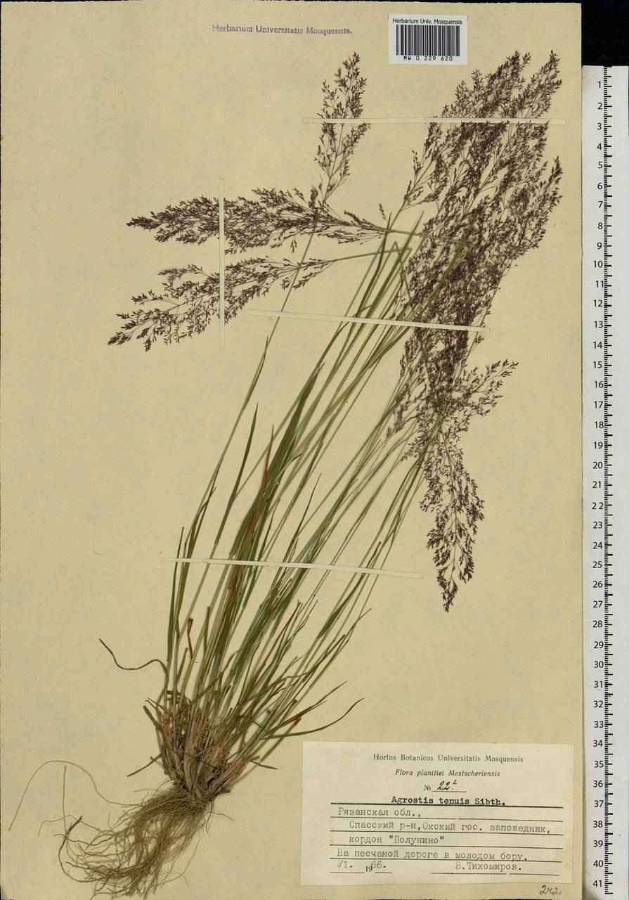 Agrostis capillaris L., Eastern Europe, Central region (E4) (Russia)