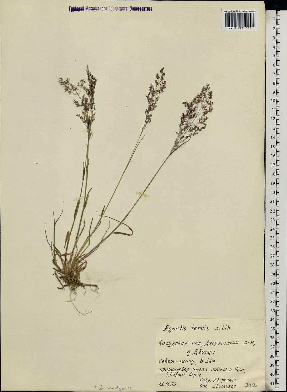 Agrostis capillaris L., Eastern Europe, Central region (E4) (Russia)