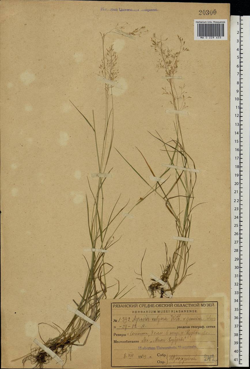 Agrostis capillaris L., Eastern Europe, Central region (E4) (Russia)