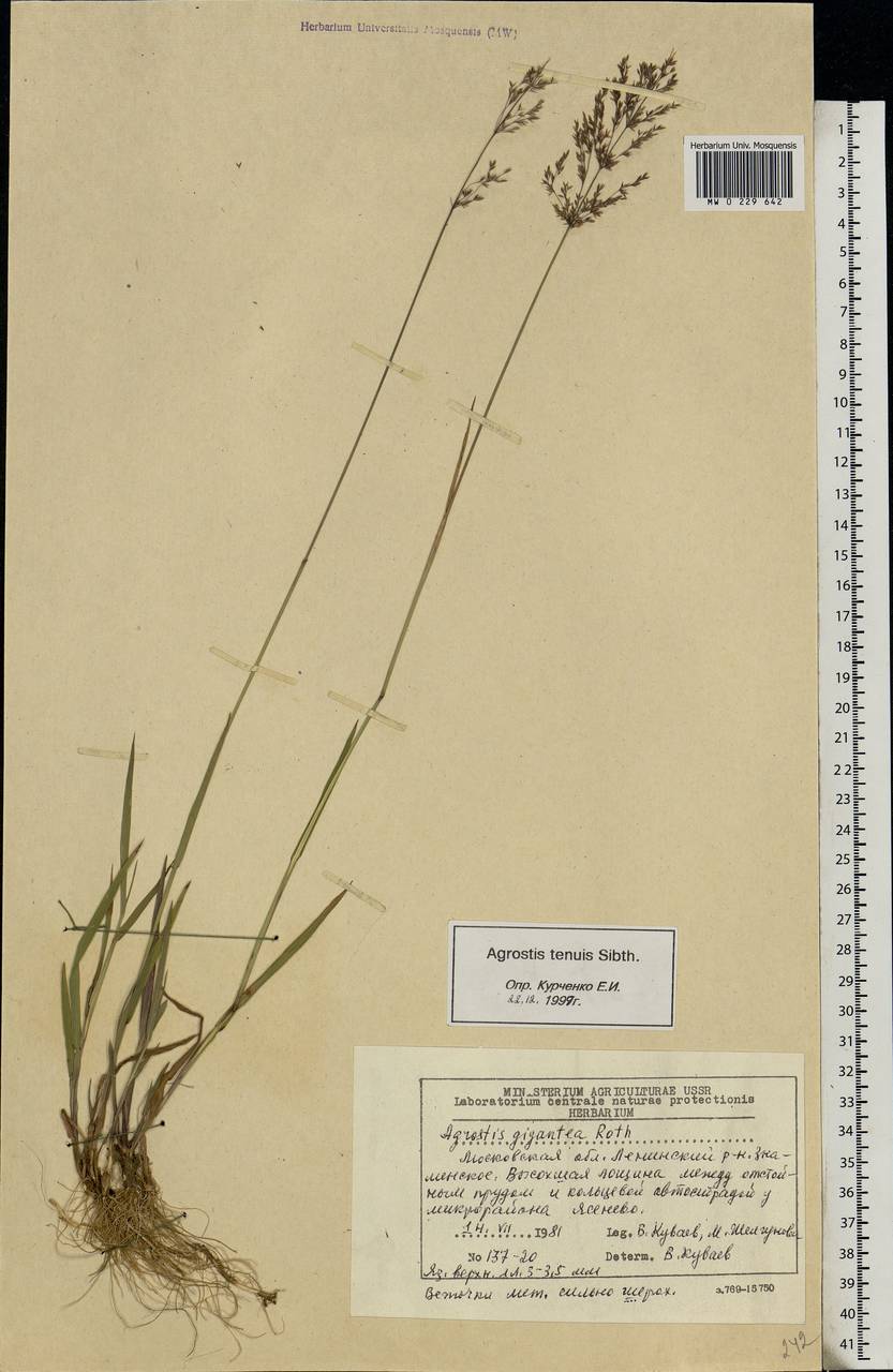 Agrostis capillaris L., Eastern Europe, Moscow region (E4a) (Russia)