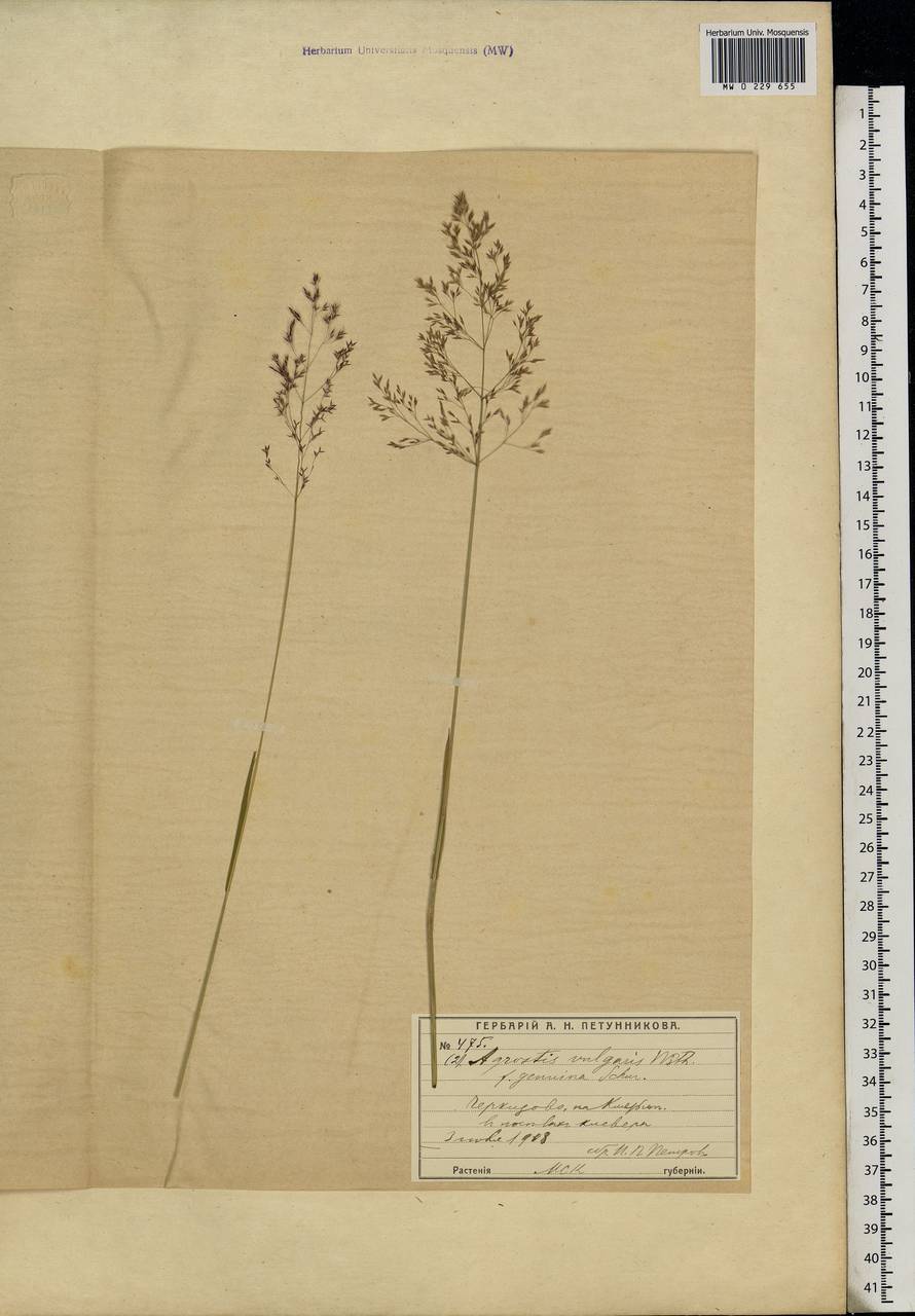 Agrostis capillaris L., Eastern Europe, Moscow region (E4a) (Russia)