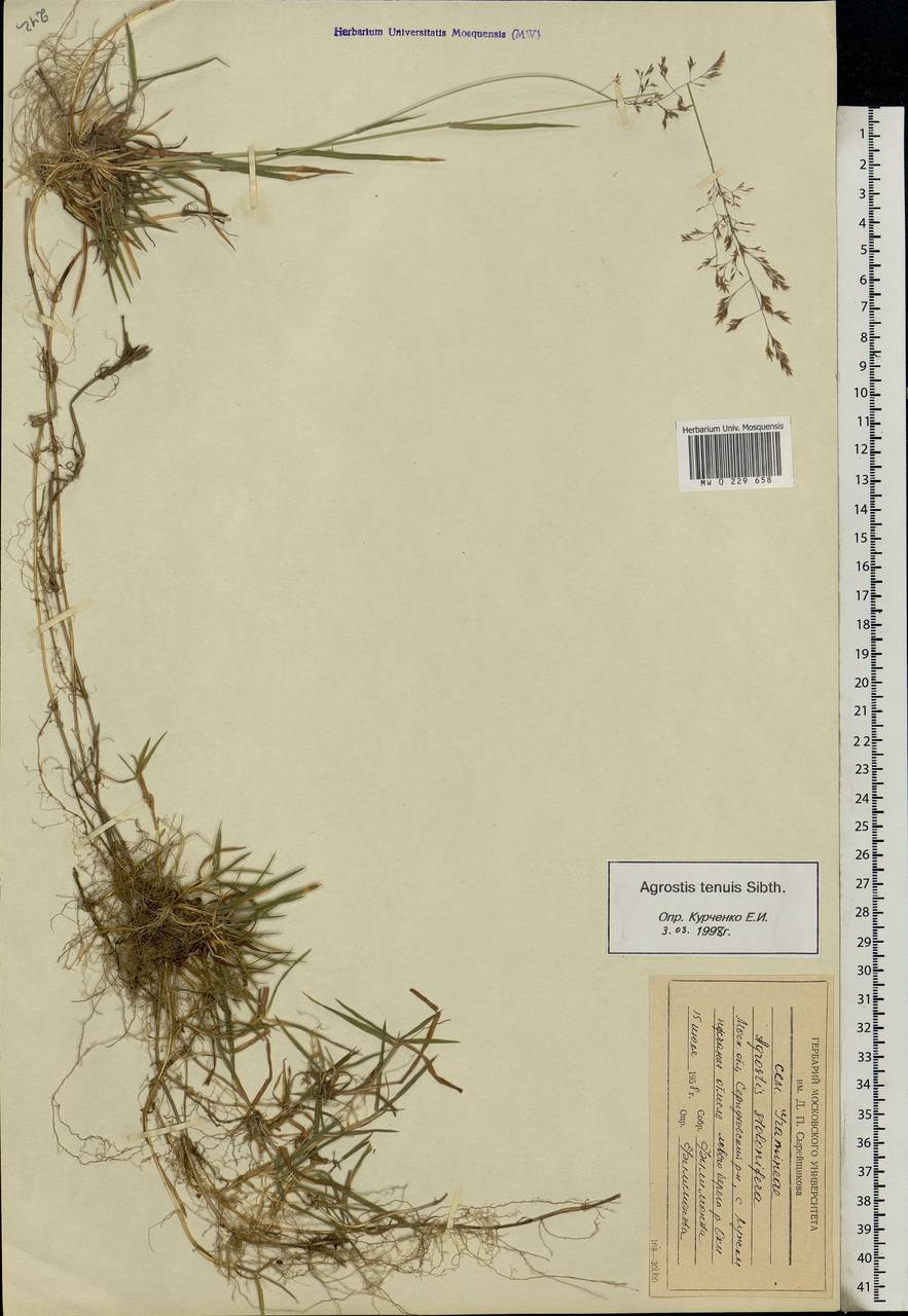 Agrostis capillaris L., Eastern Europe, Moscow region (E4a) (Russia)