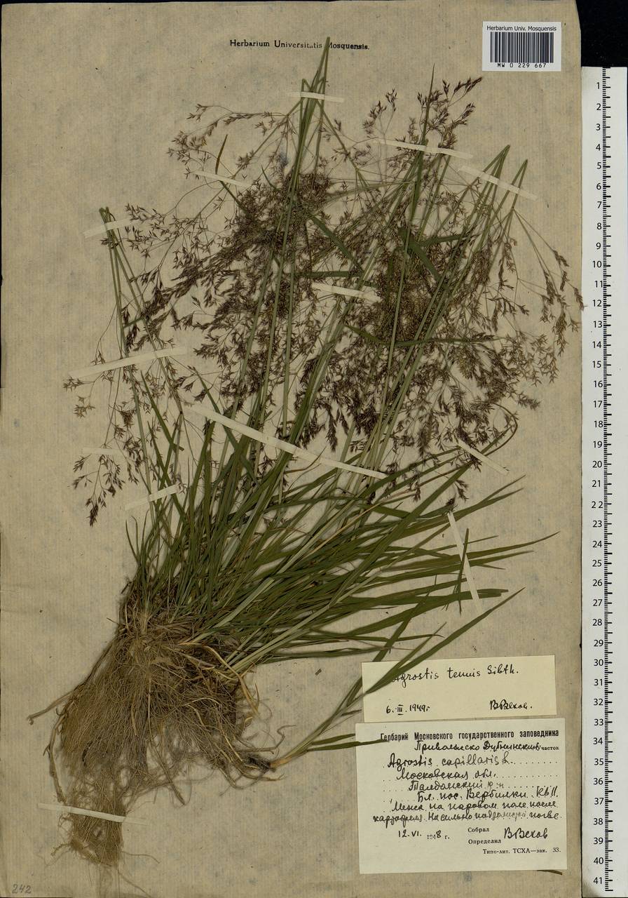 Agrostis capillaris L., Eastern Europe, Moscow region (E4a) (Russia)