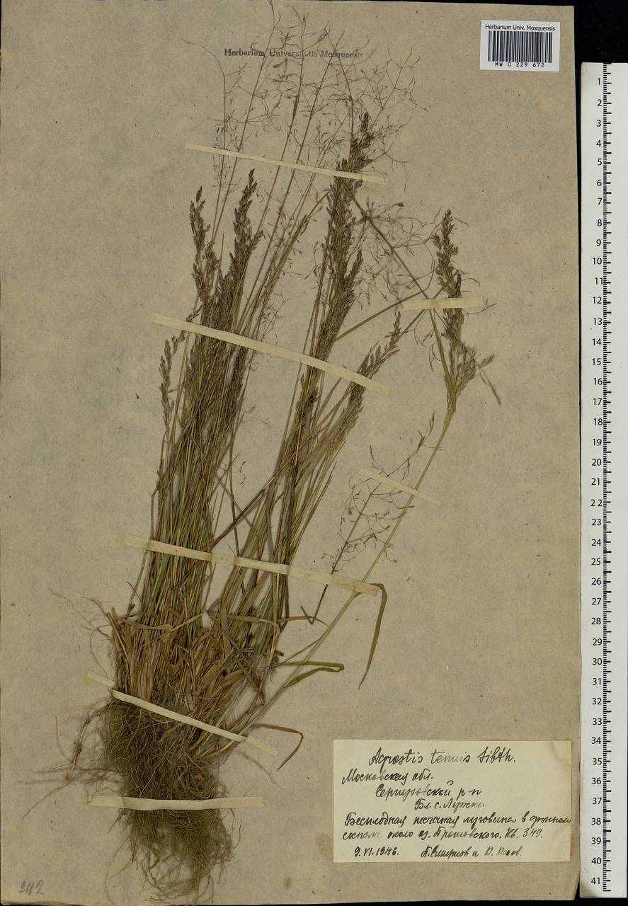 Agrostis capillaris L., Eastern Europe, Moscow region (E4a) (Russia)