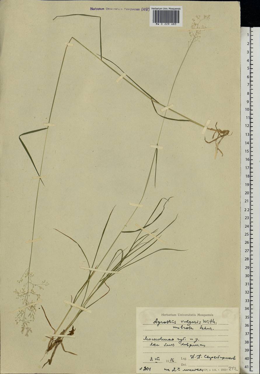 Agrostis capillaris L., Eastern Europe, Moscow region (E4a) (Russia)