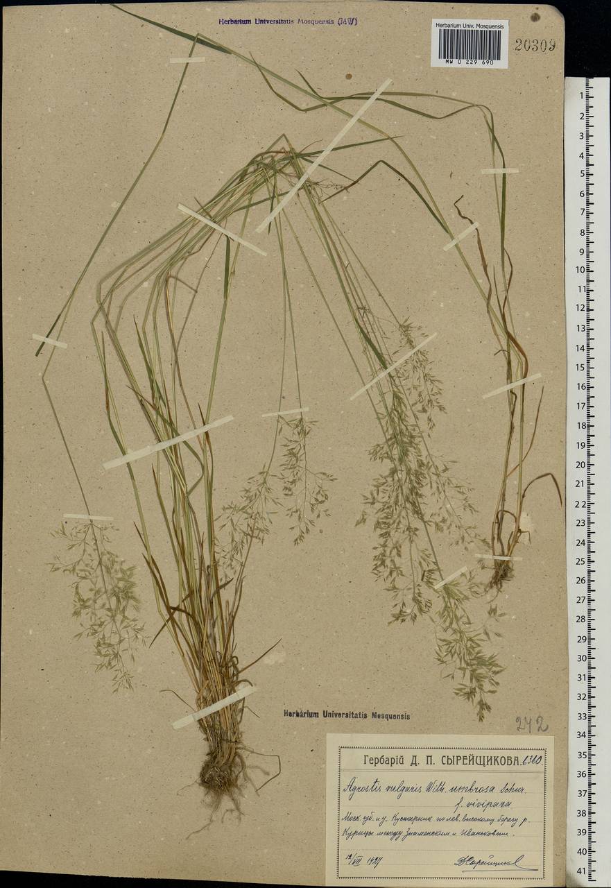 Agrostis capillaris L., Eastern Europe, Moscow region (E4a) (Russia)