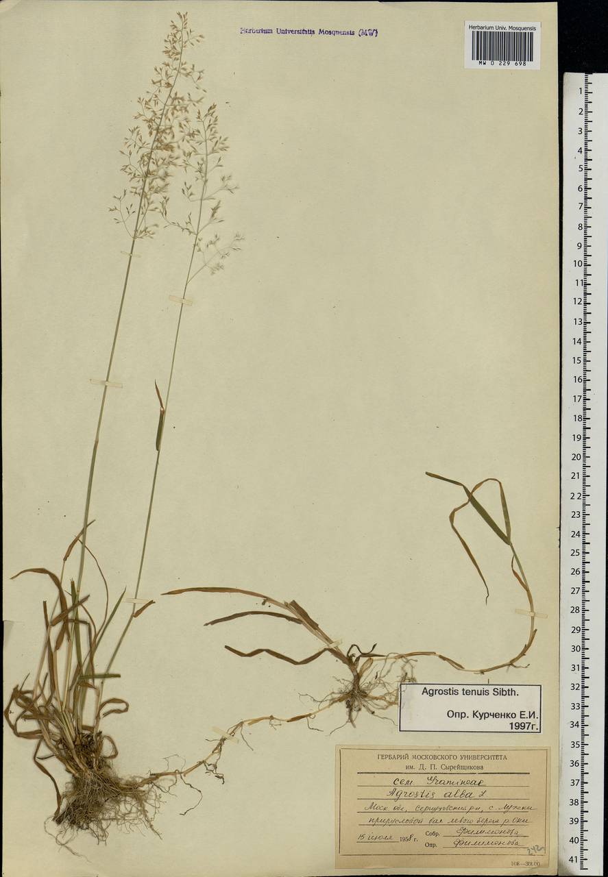 Agrostis capillaris L., Eastern Europe, Moscow region (E4a) (Russia)