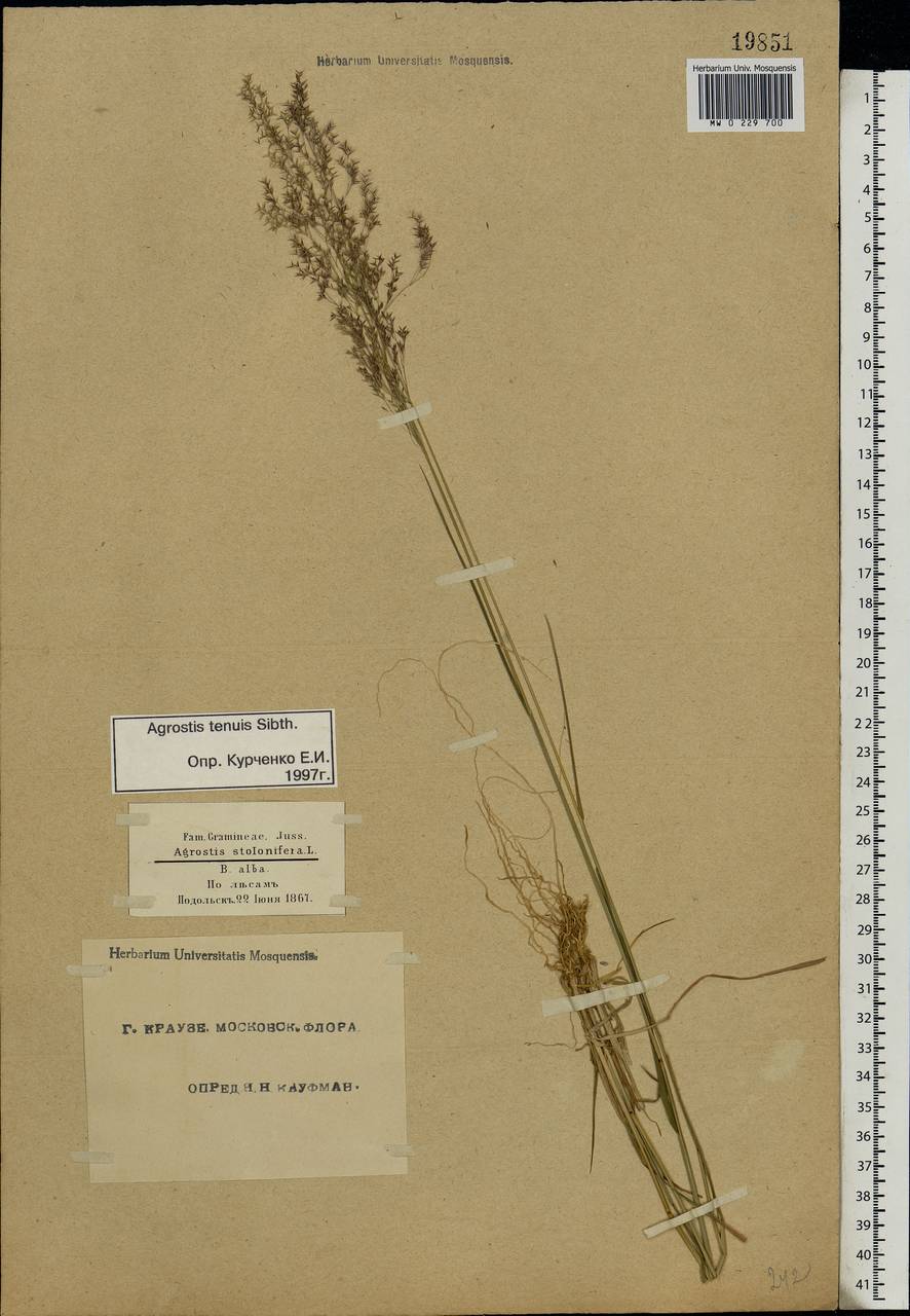 Agrostis capillaris L., Eastern Europe, Moscow region (E4a) (Russia)