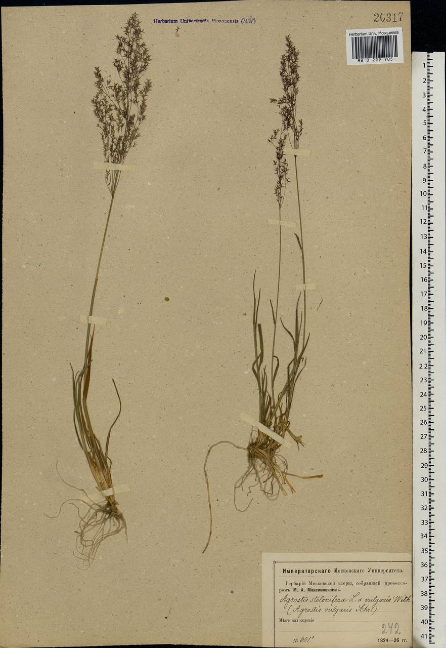 Agrostis capillaris L., Eastern Europe, Moscow region (E4a) (Russia)