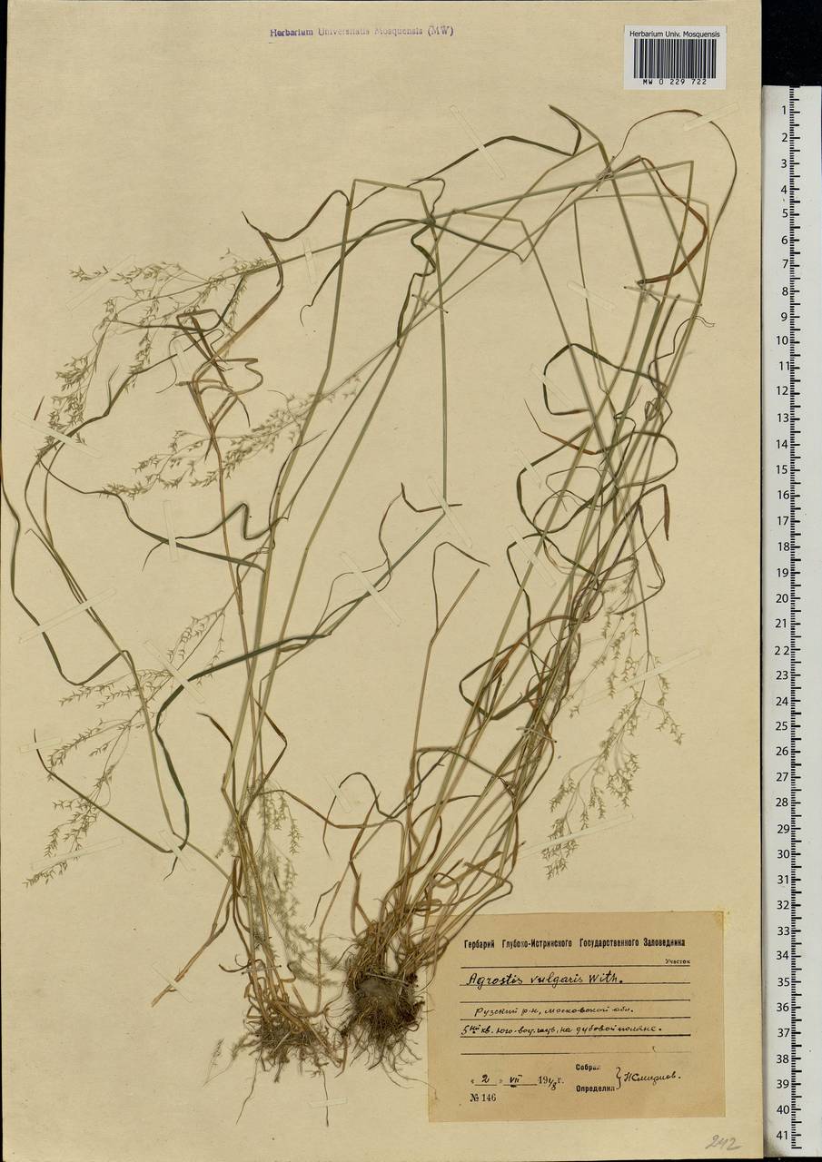 Agrostis capillaris L., Eastern Europe, Moscow region (E4a) (Russia)