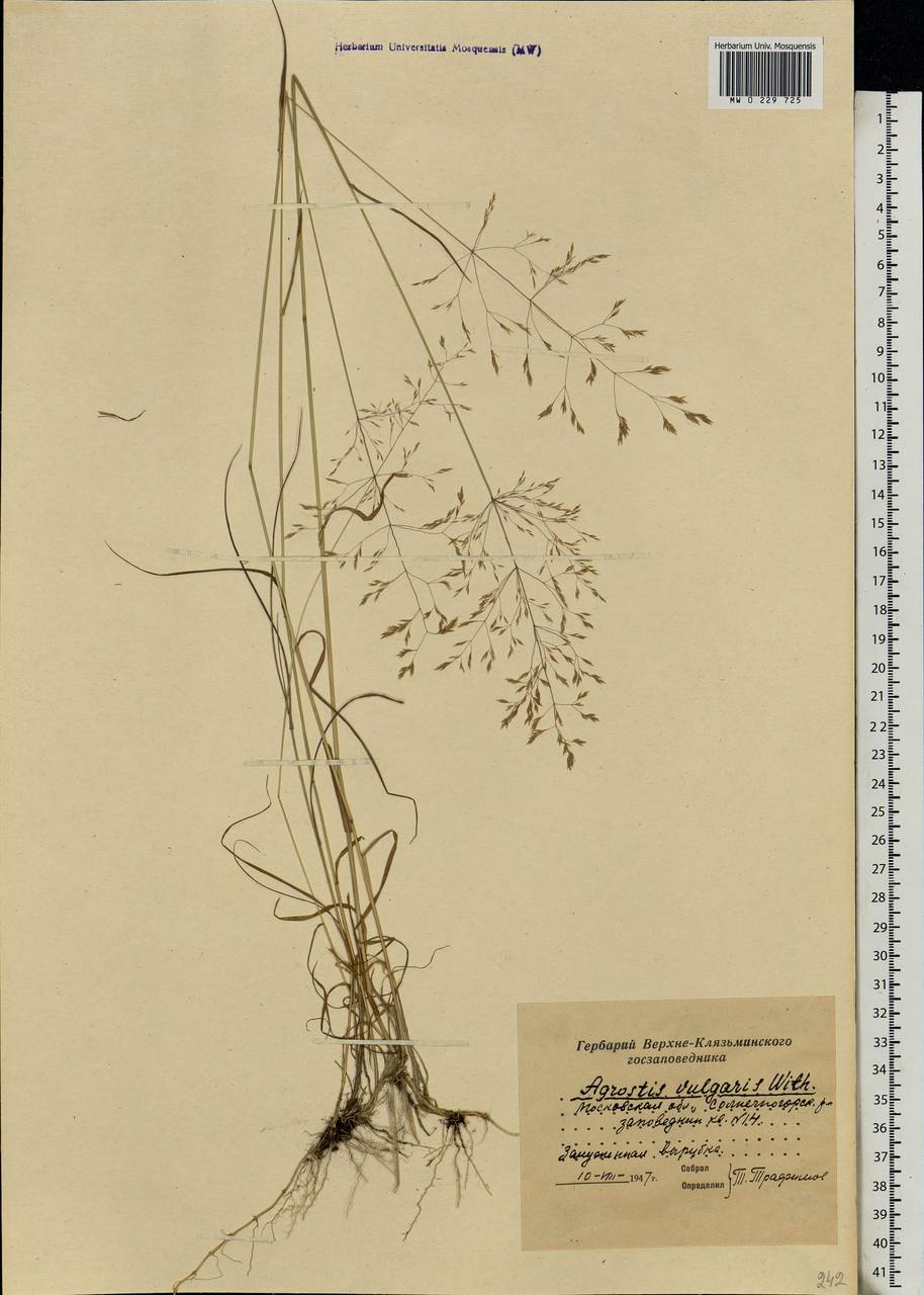 Agrostis capillaris L., Eastern Europe, Moscow region (E4a) (Russia)