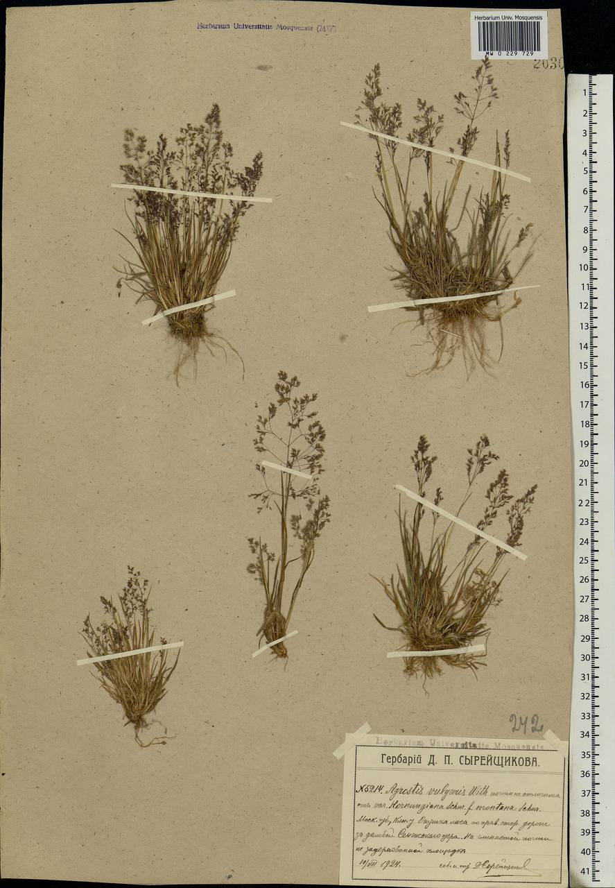 Agrostis capillaris L., Eastern Europe, Moscow region (E4a) (Russia)