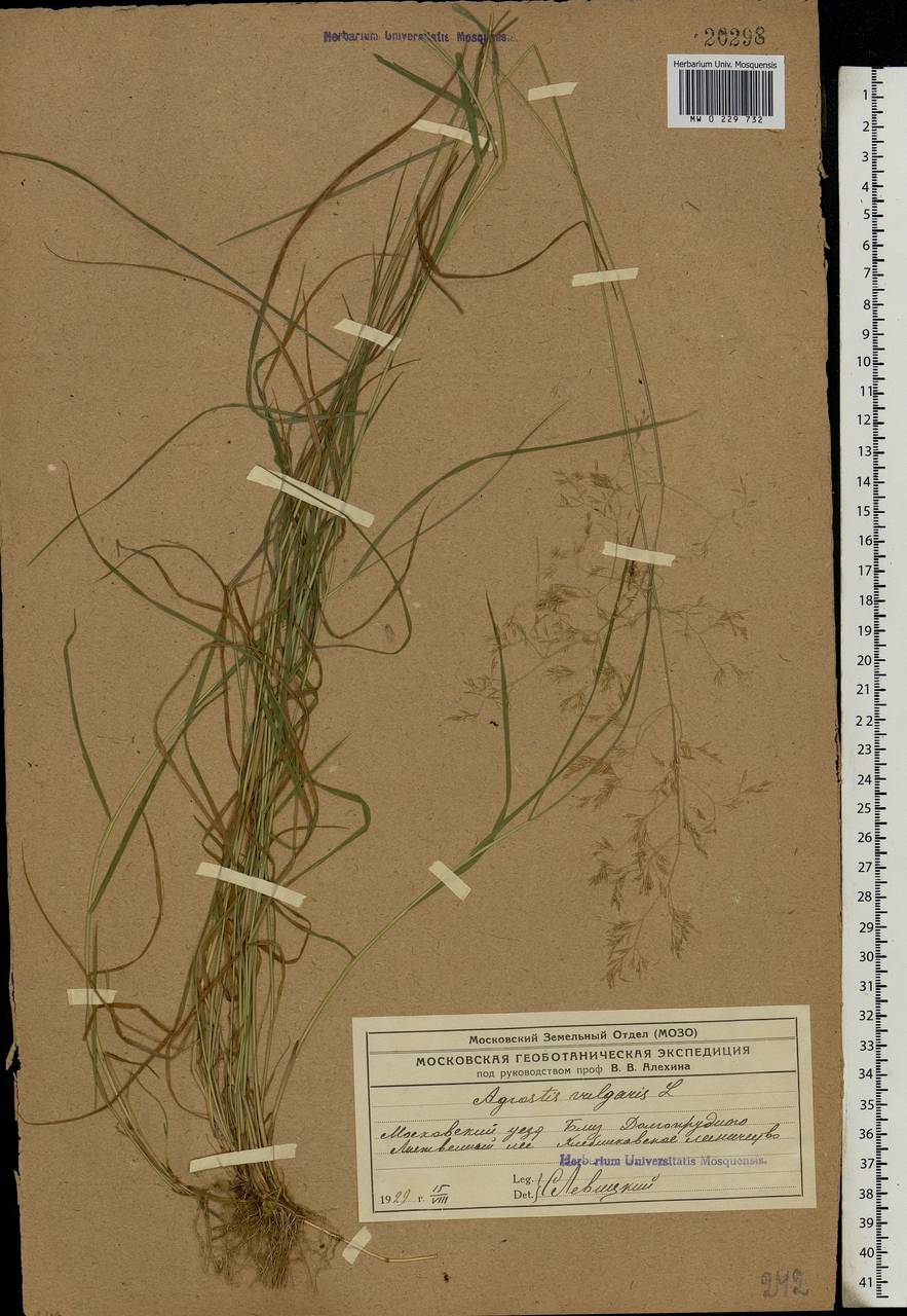 Agrostis capillaris L., Eastern Europe, Moscow region (E4a) (Russia)