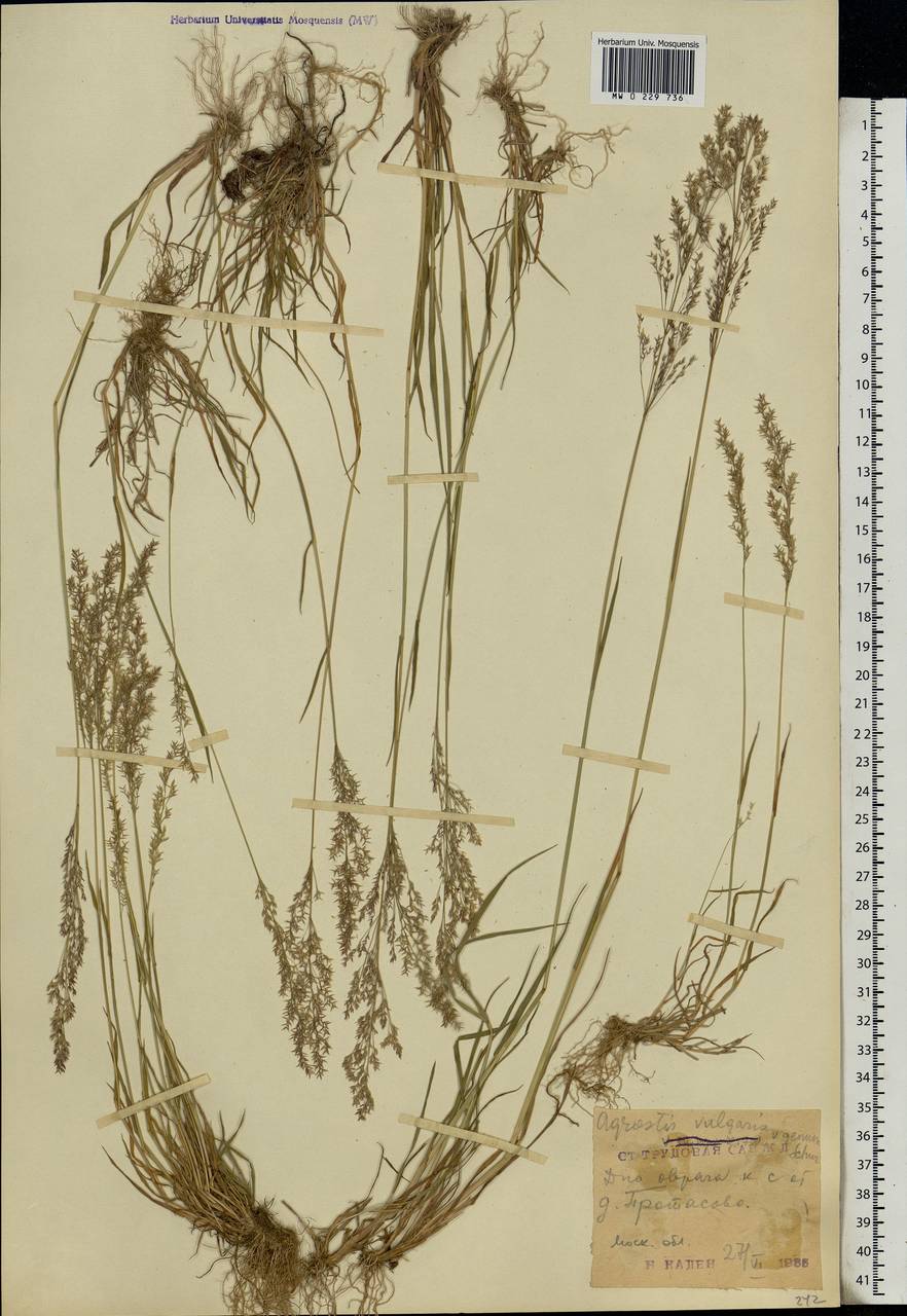 Agrostis capillaris L., Eastern Europe, Moscow region (E4a) (Russia)